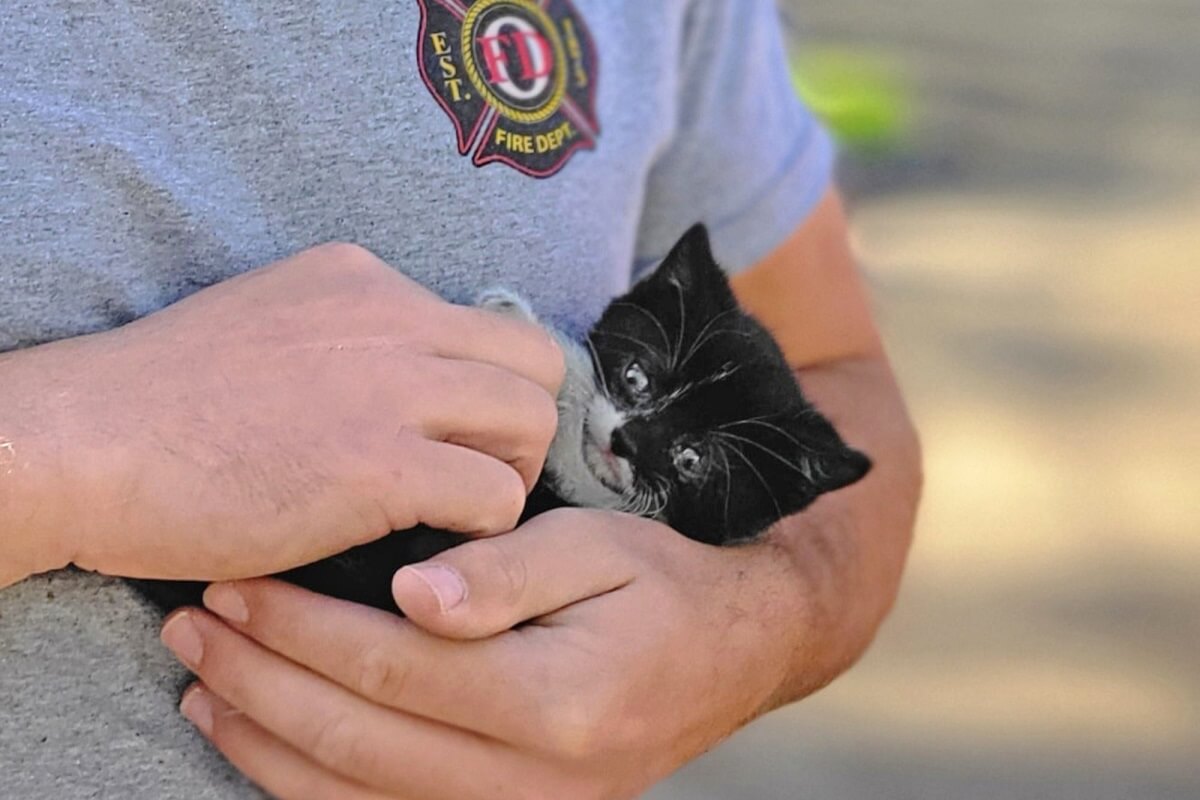 Kitten door brandweer uit motor van auto gered