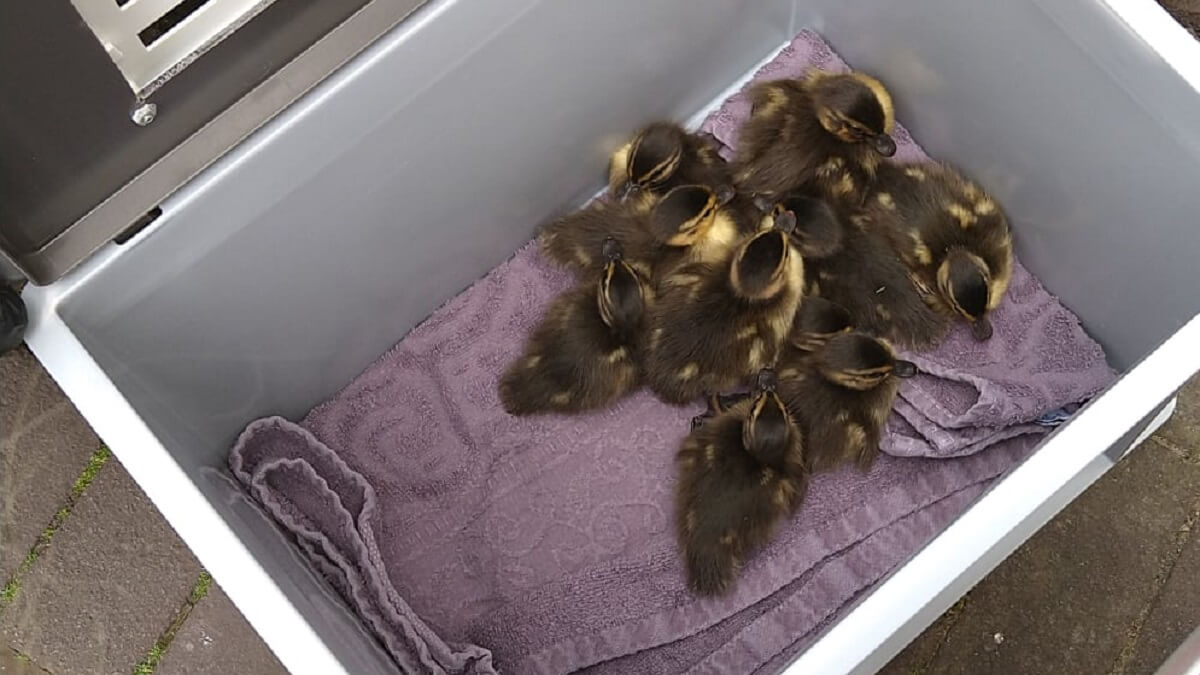 Twaalf babyeenden van winkeldak gered in Almere