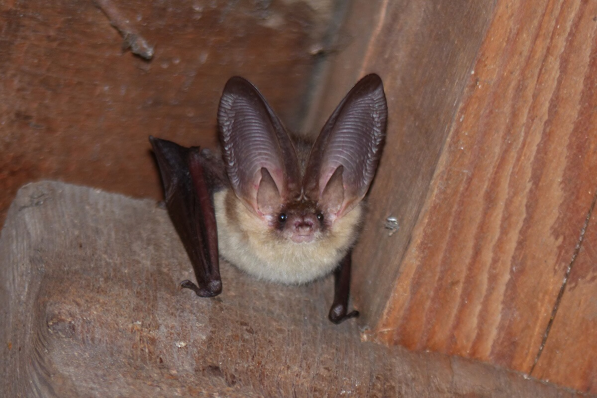 Nacht van de vleermuis