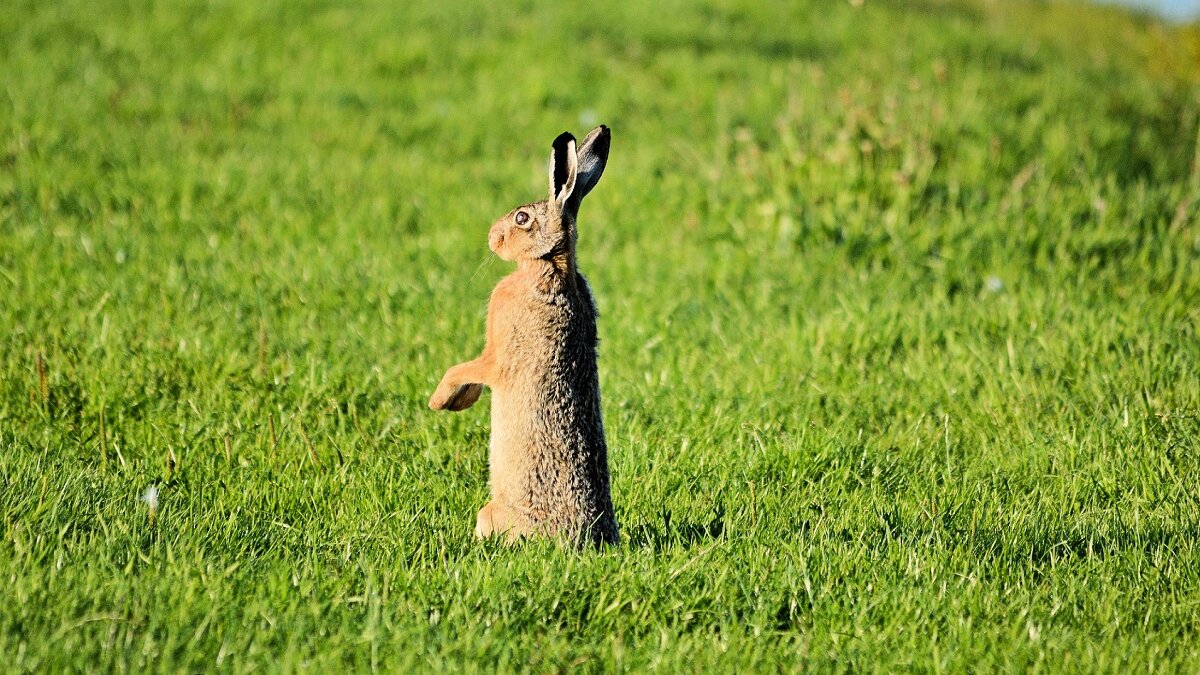 zet de wildlijst op nul