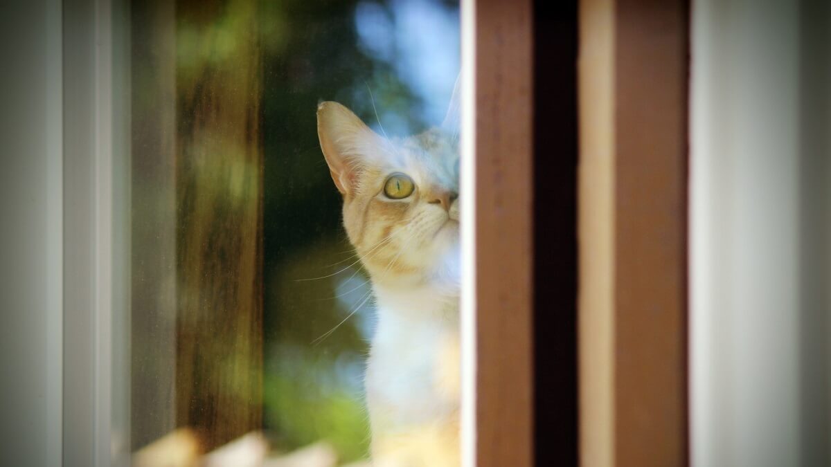 Ophokplicht katten moet kuifleeuwerik redden