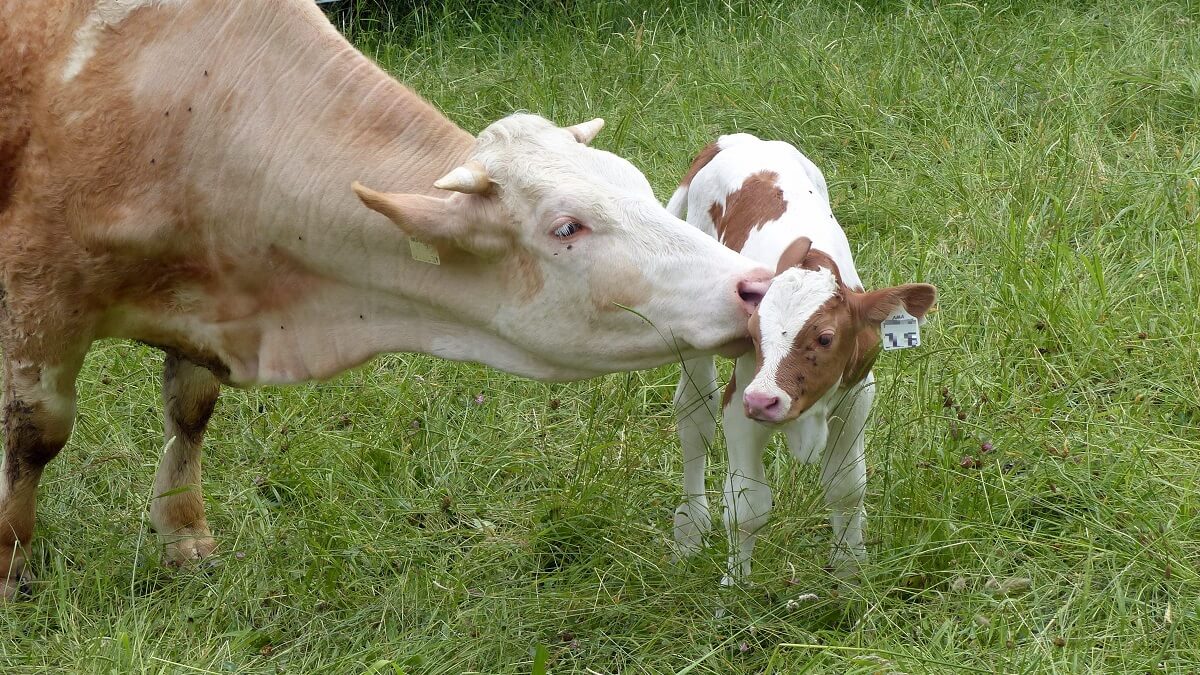 De koe in het Veluwemeer en wat dit zegt over de zuivelindustrie
