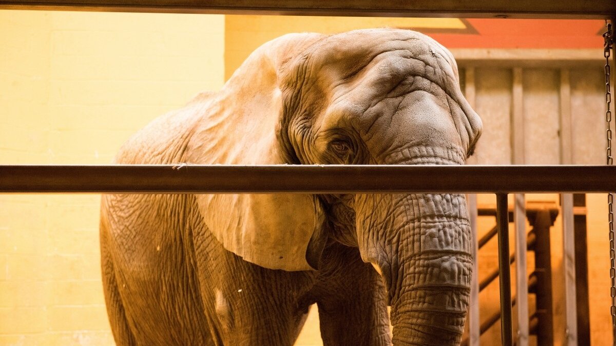 Einde subsidie voor circussen met wilde dieren in Spanje