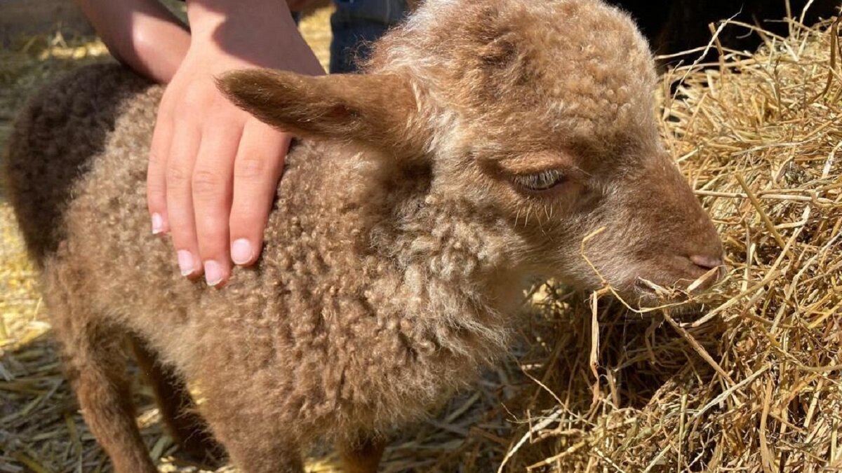 Bert's Animal Verhuur