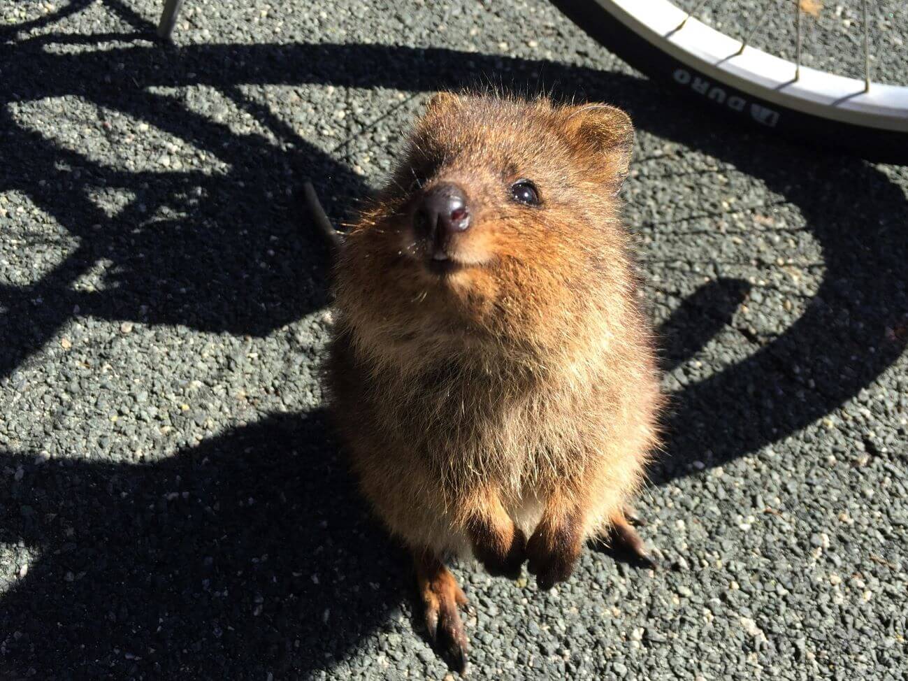 quokka