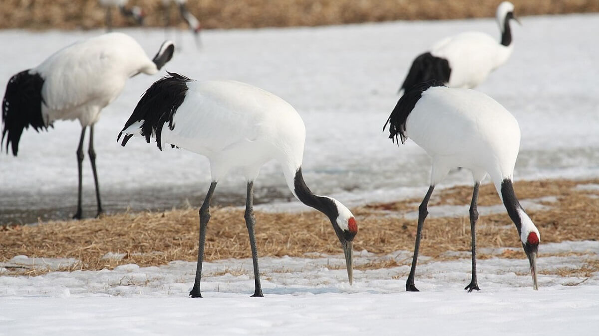 Zeldzame kraanvogelsoort geboren in Engeland