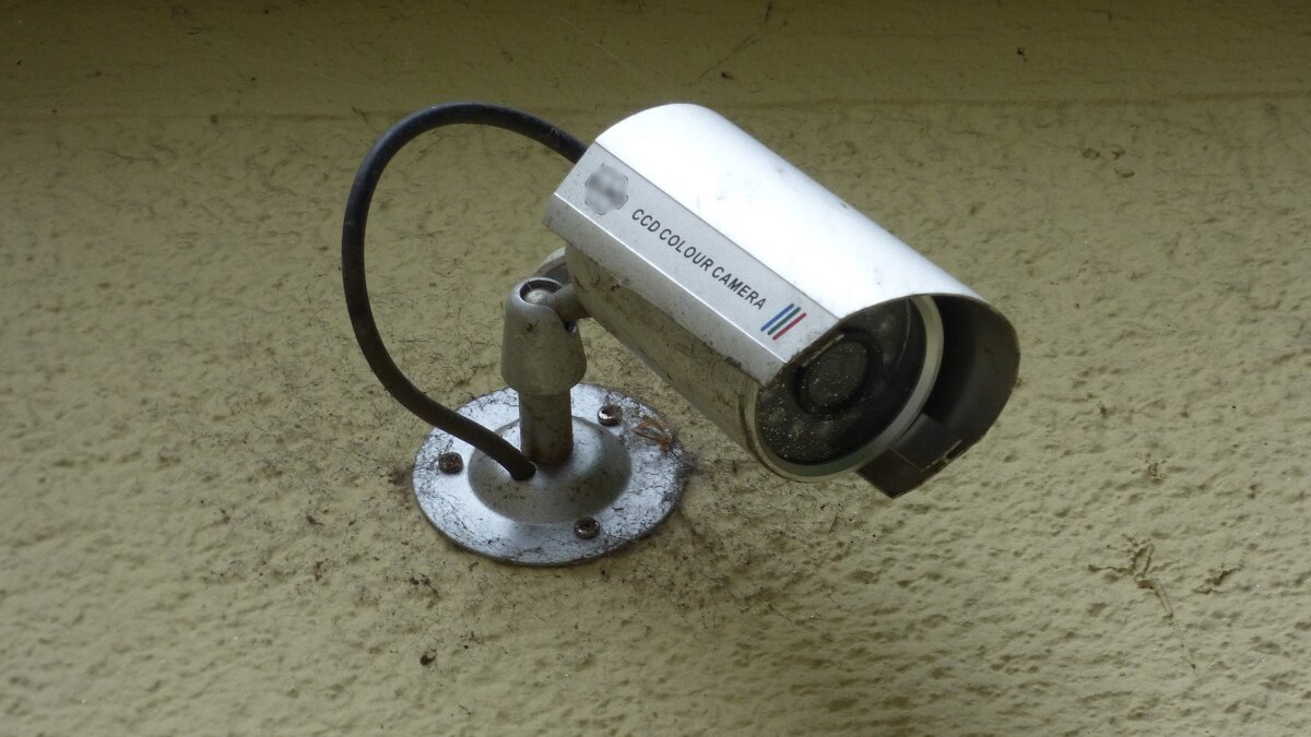 Verplichte camera's in slachthuizen, maar wie kijkt ernaar?