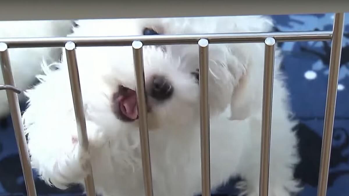 Dallas verbiedt verkoop honden en katten in dierenwinkels