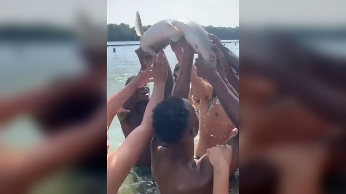 Karper mishandeld door jongeren in recreatiegebied bij Gent