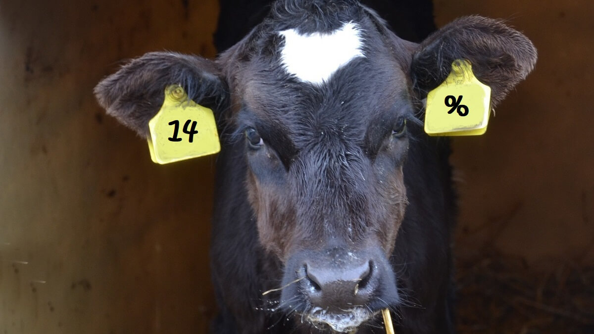 14 procent kalverhouderijen voldoet niet aan de regels