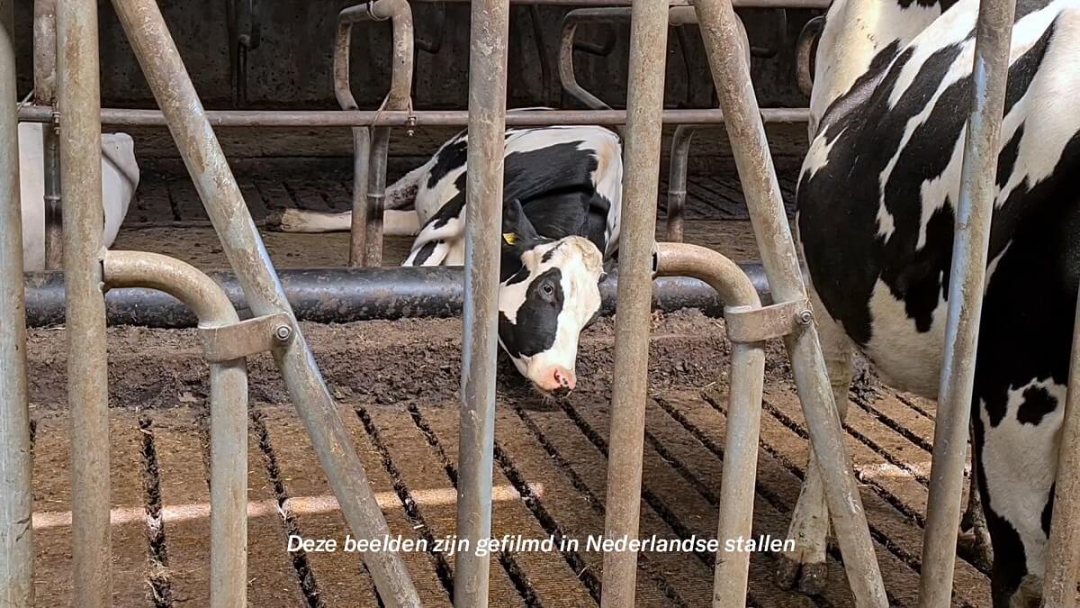 Zuivel is niet zo zuiver als we denken