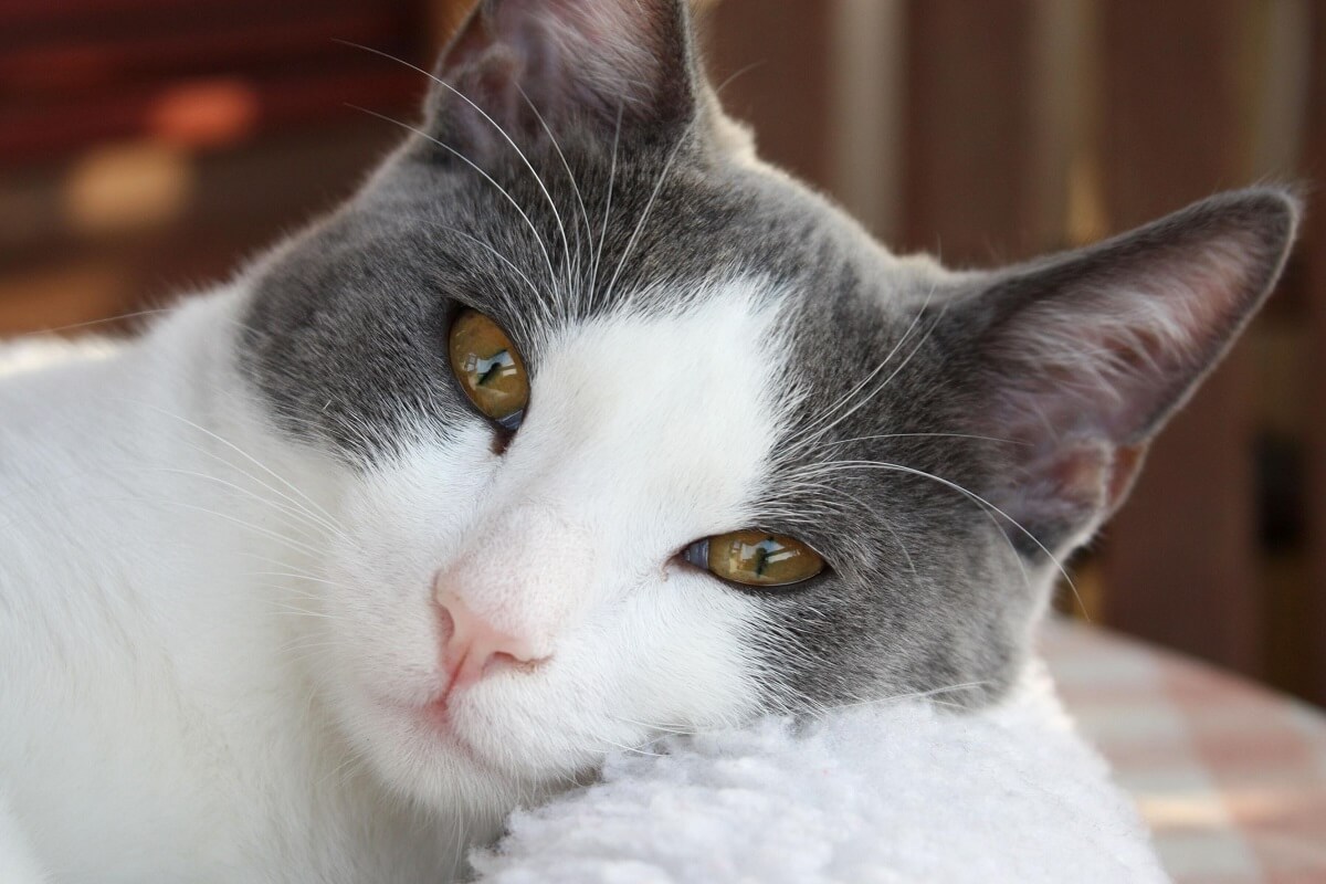 Er is meer dan alleen Westerse geneeskunst voor huisdieren