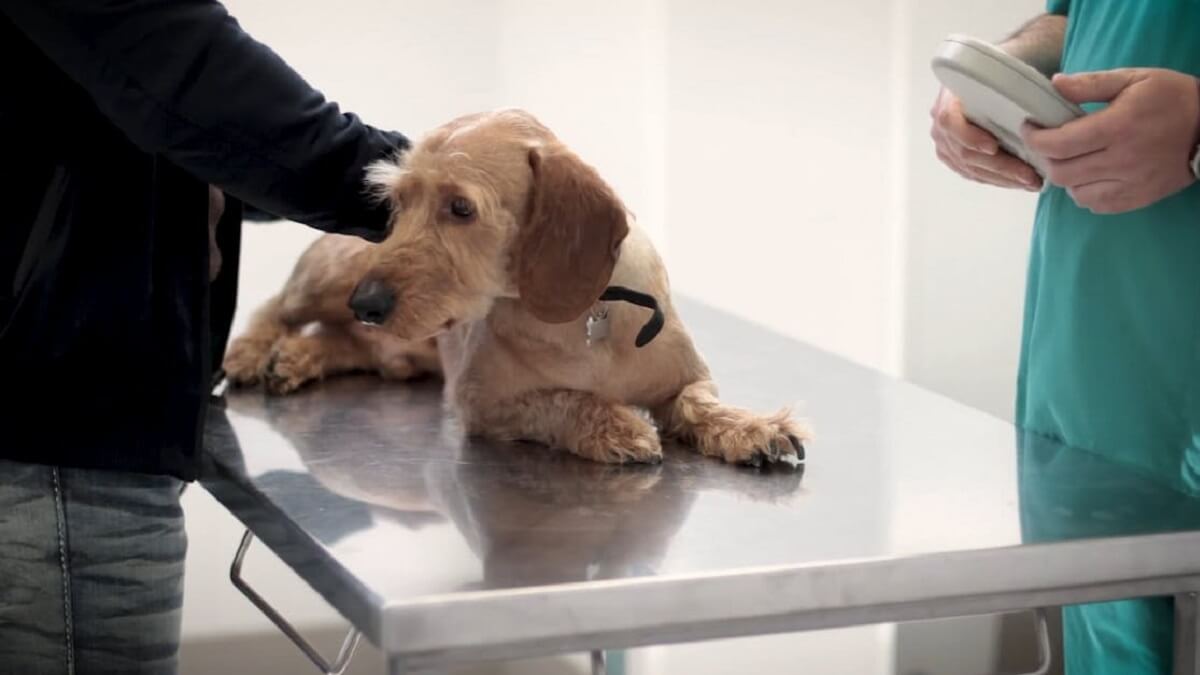 Gemeentelijk dierenwelzijnsbeleid kent grote verschillen