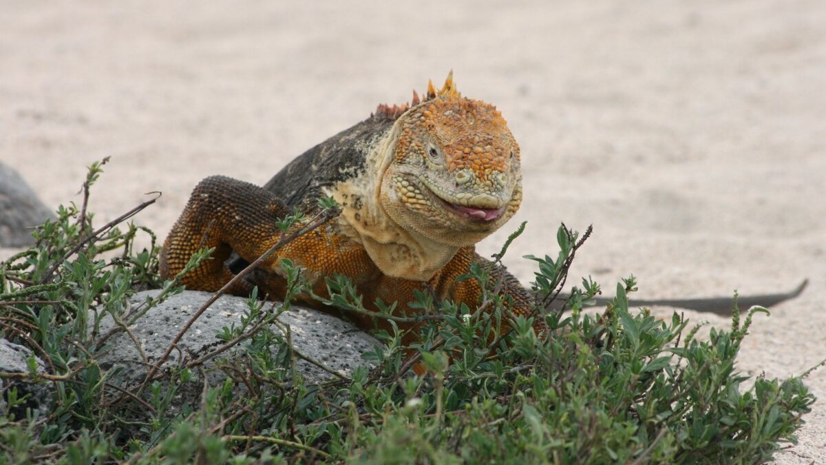 Natuurherstel Galápagoseilanden goed voorbeeld