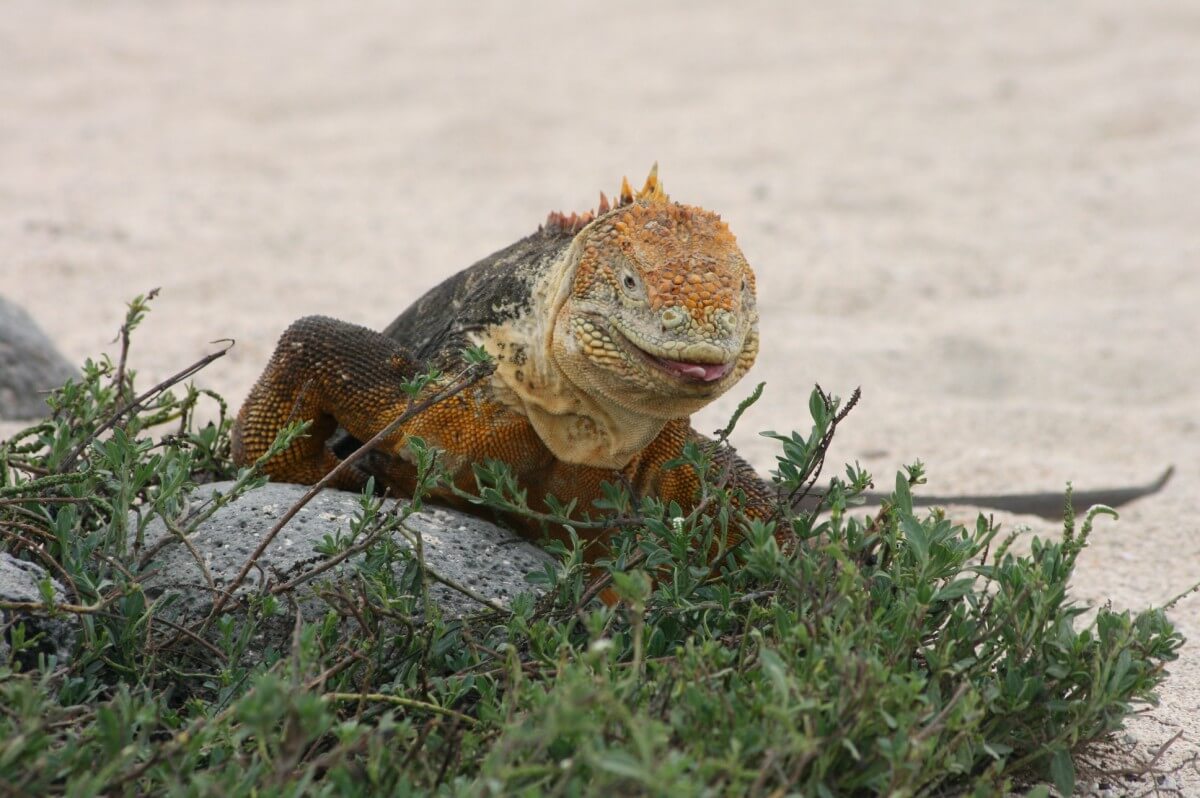Natuurherstel Galápagoseilanden goed voorbeeld