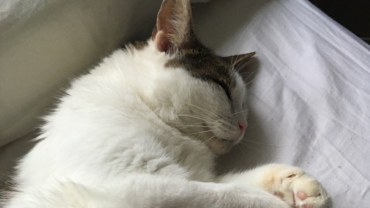 Kleutergedrag NVWA wordt heksenjacht