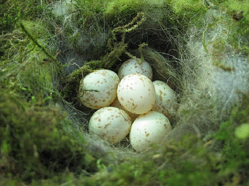 Kijk eens naar het vogeltje maar niet te dichtbij