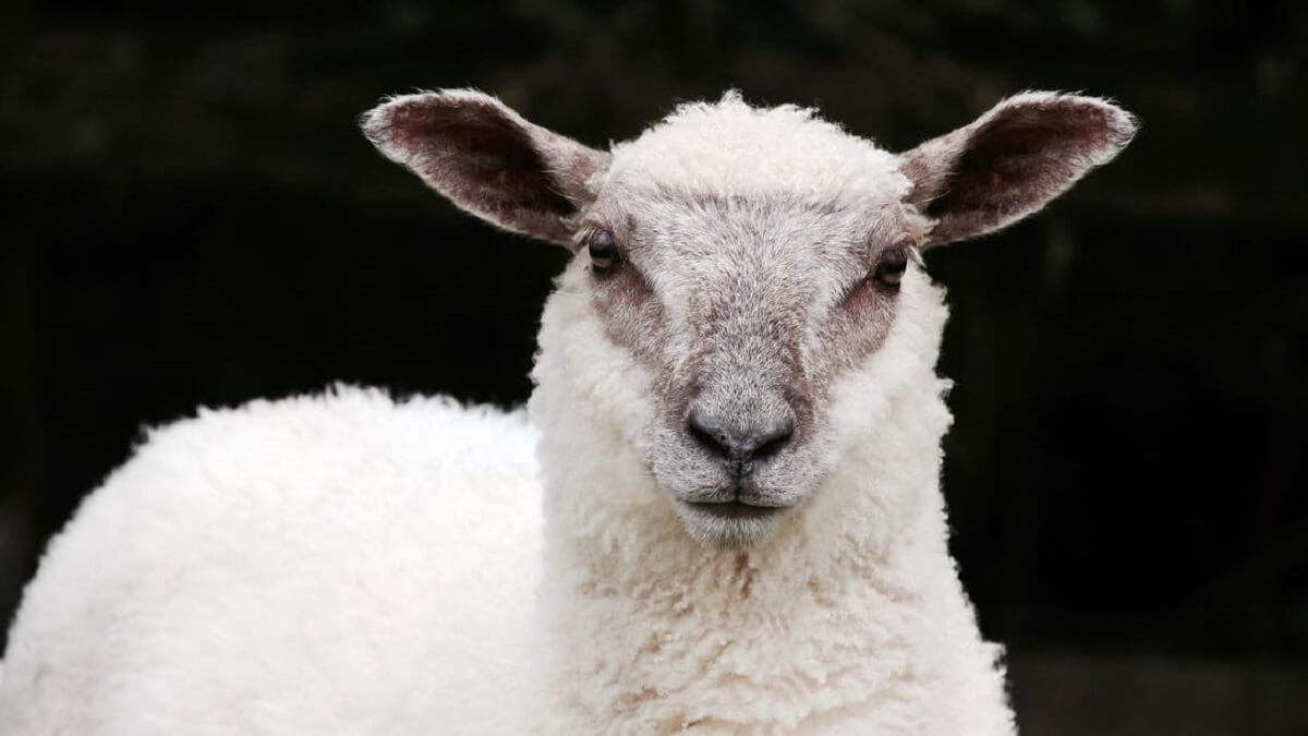 NVWA: Regels rituele slacht goed nageleefd