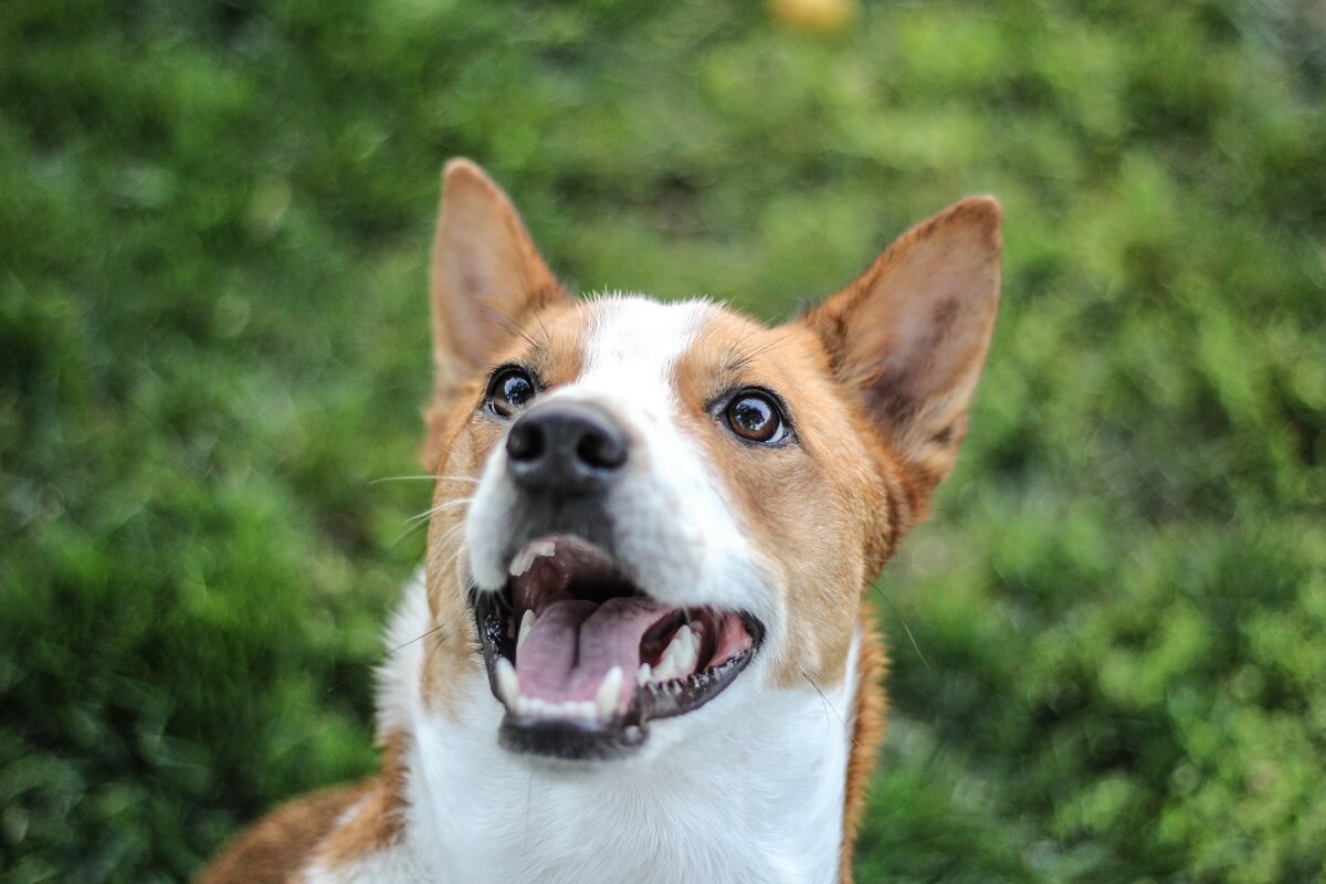 Honden ontstaan uit verschillende wolvenpopulaties