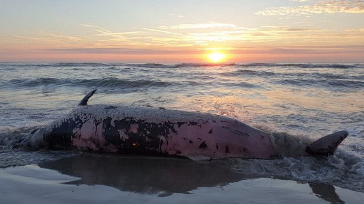 Overleden spitssnuitdolfijn op strand van Texel