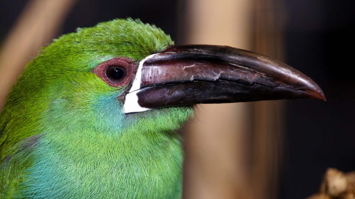 De handel in wilde vogels bedreigt dieren en mensen