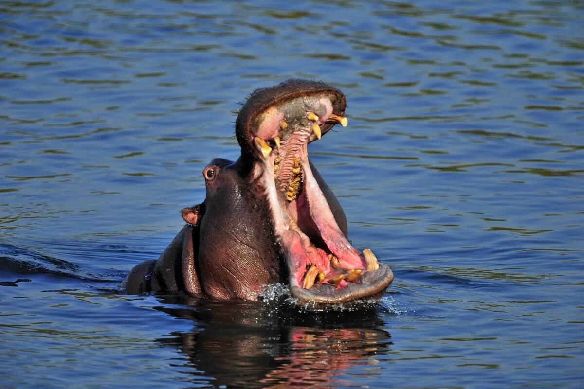Nijlpaarden op lijst van meest bedreigde dieren