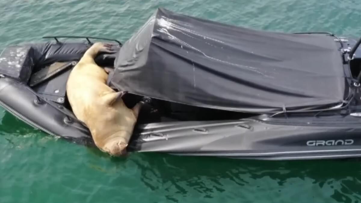 Walrus Freya is afgemaakt door de Noren