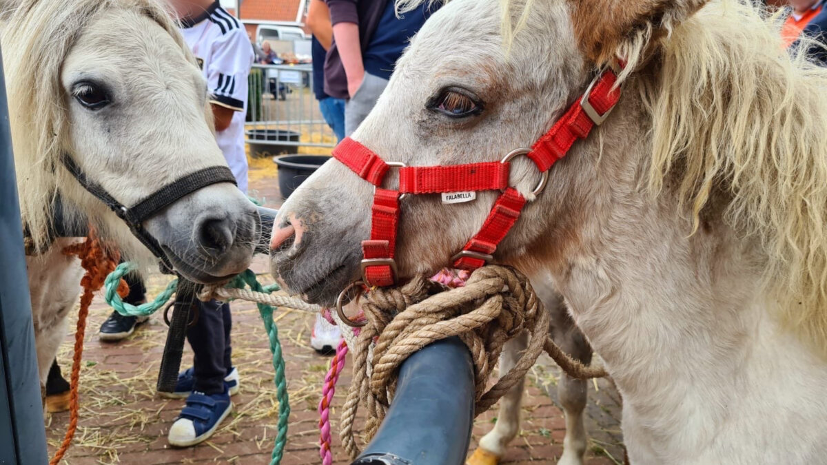 Aangifte tegen verloting pony op Denekamper paardenmarkt