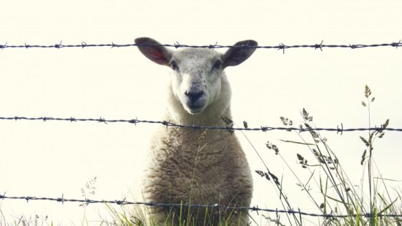Weerstand tegen vleeslobby