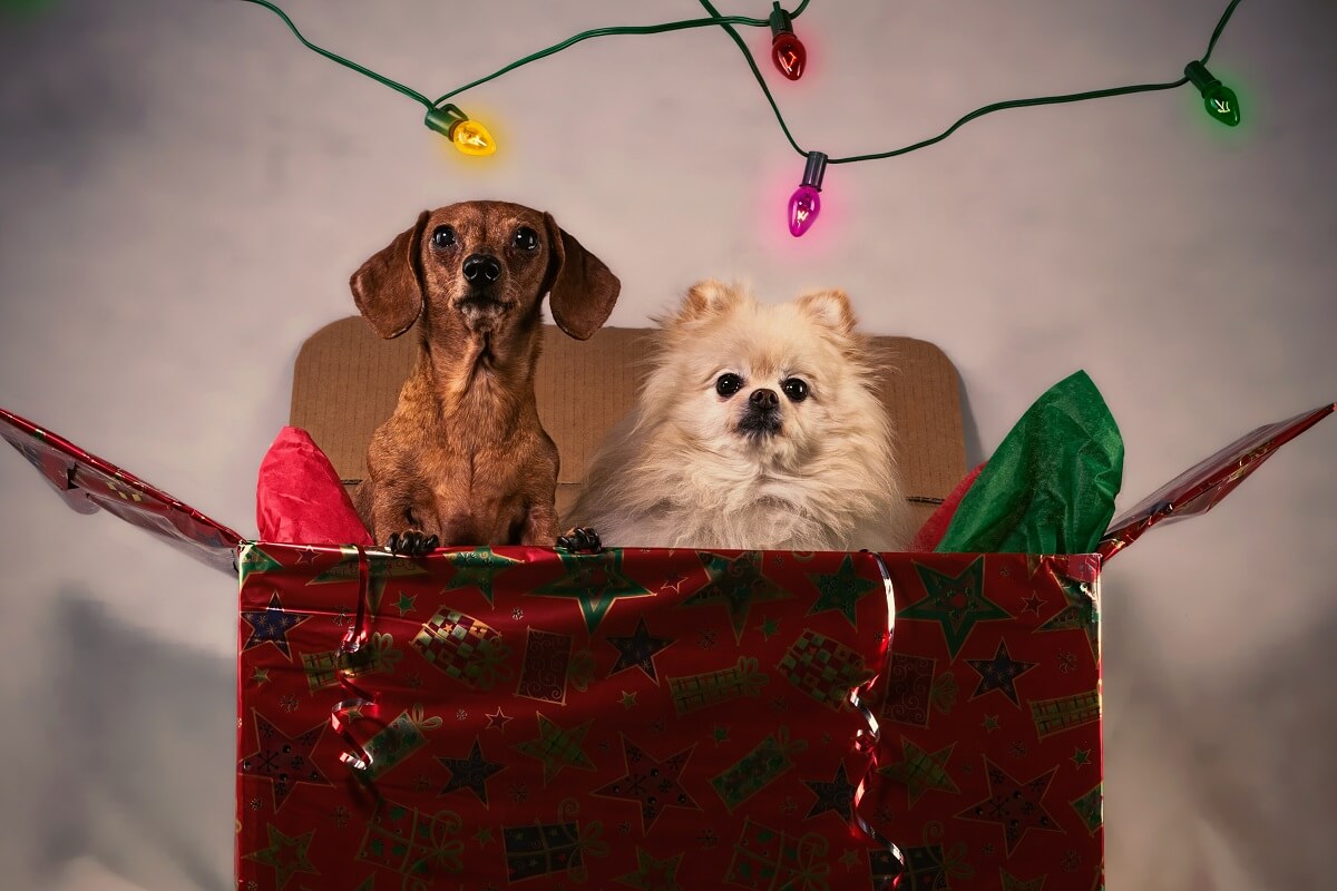 Wie een dier cadeau geeft, geeft een leven weg!