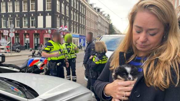 Illegale puppyhandelaar gepakt bij levering Pomeriaan