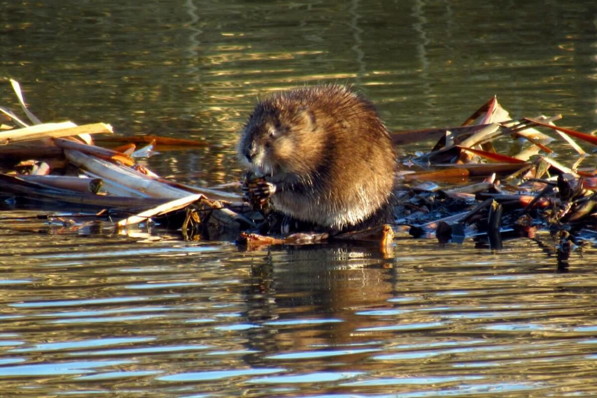 Bevers kunnen ons helpen met bestrijden klimaatcrisis