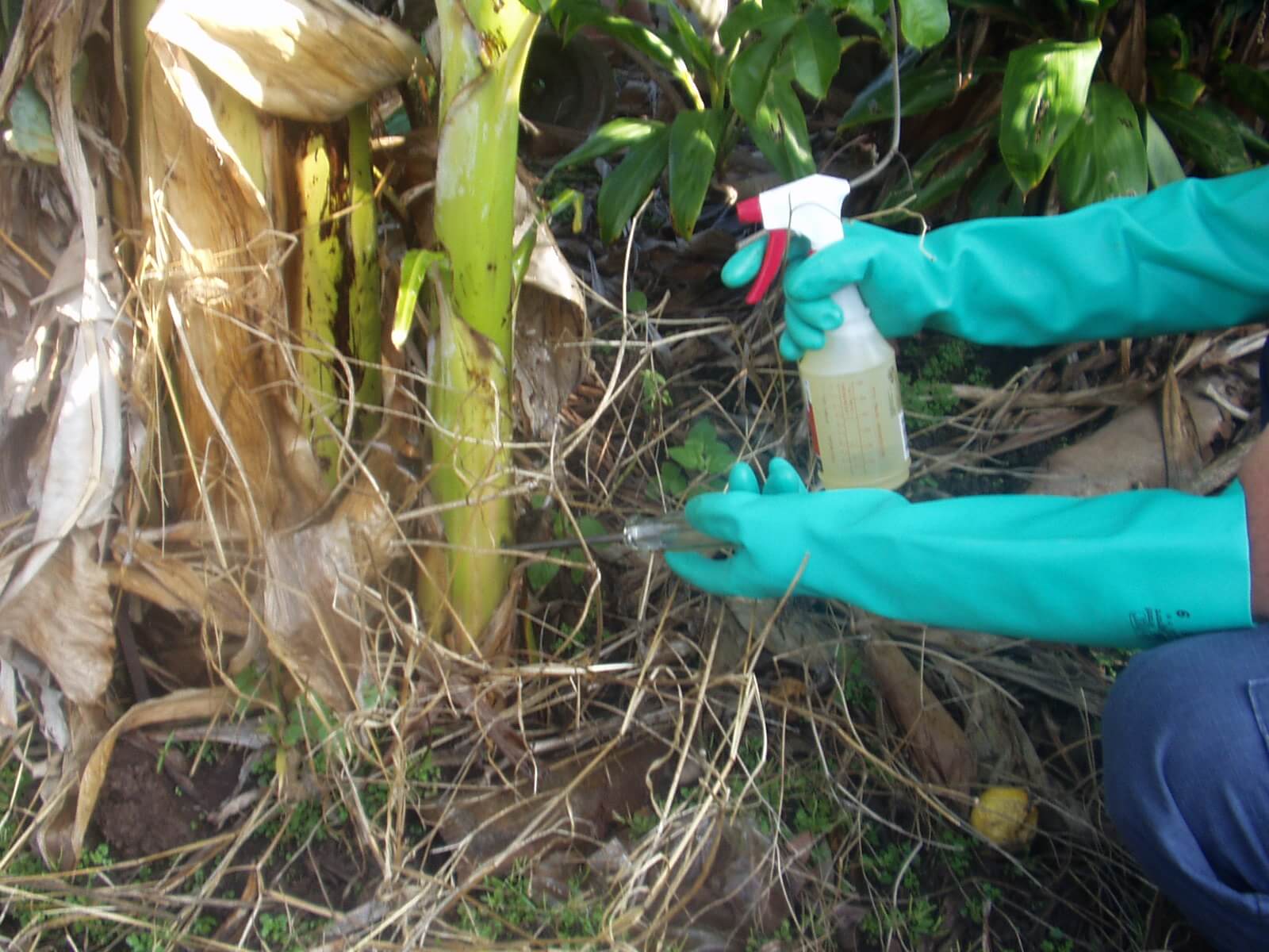 Zou slapjanus Adema zelf RoundUp gebruiken?