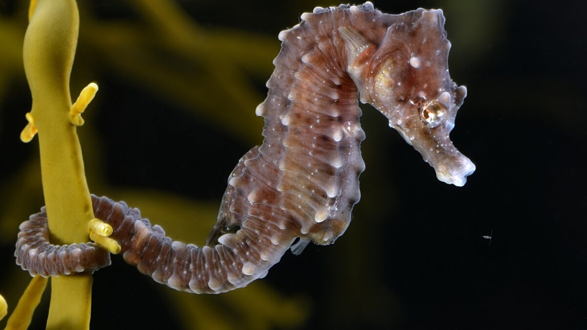 Steeds meer zeepaardjes in Duitse Waddenzee