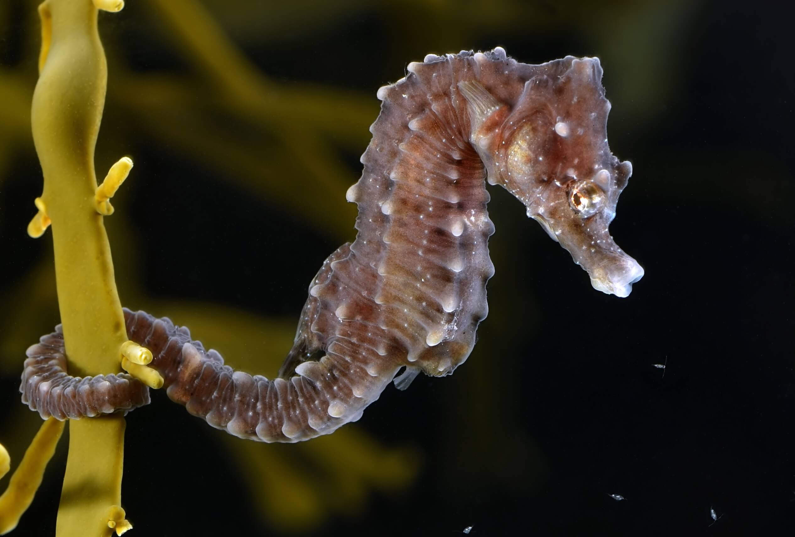 Steeds meer zeepaardjes in Duitse Waddenzee