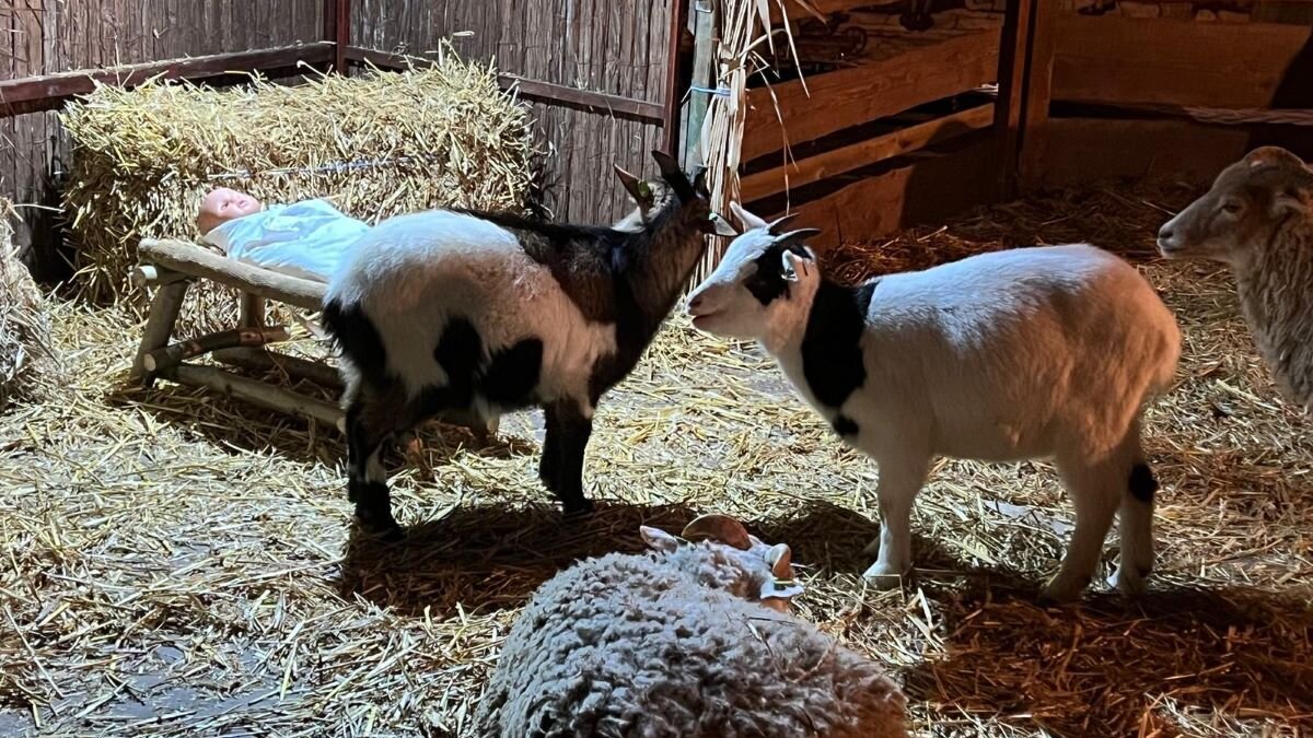 Bert’s Animal Verhuur