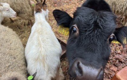 Zeg Bert wanneer stop je?