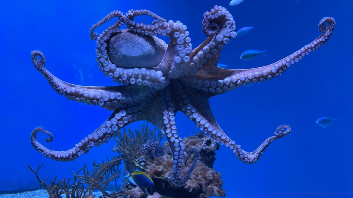 octopus