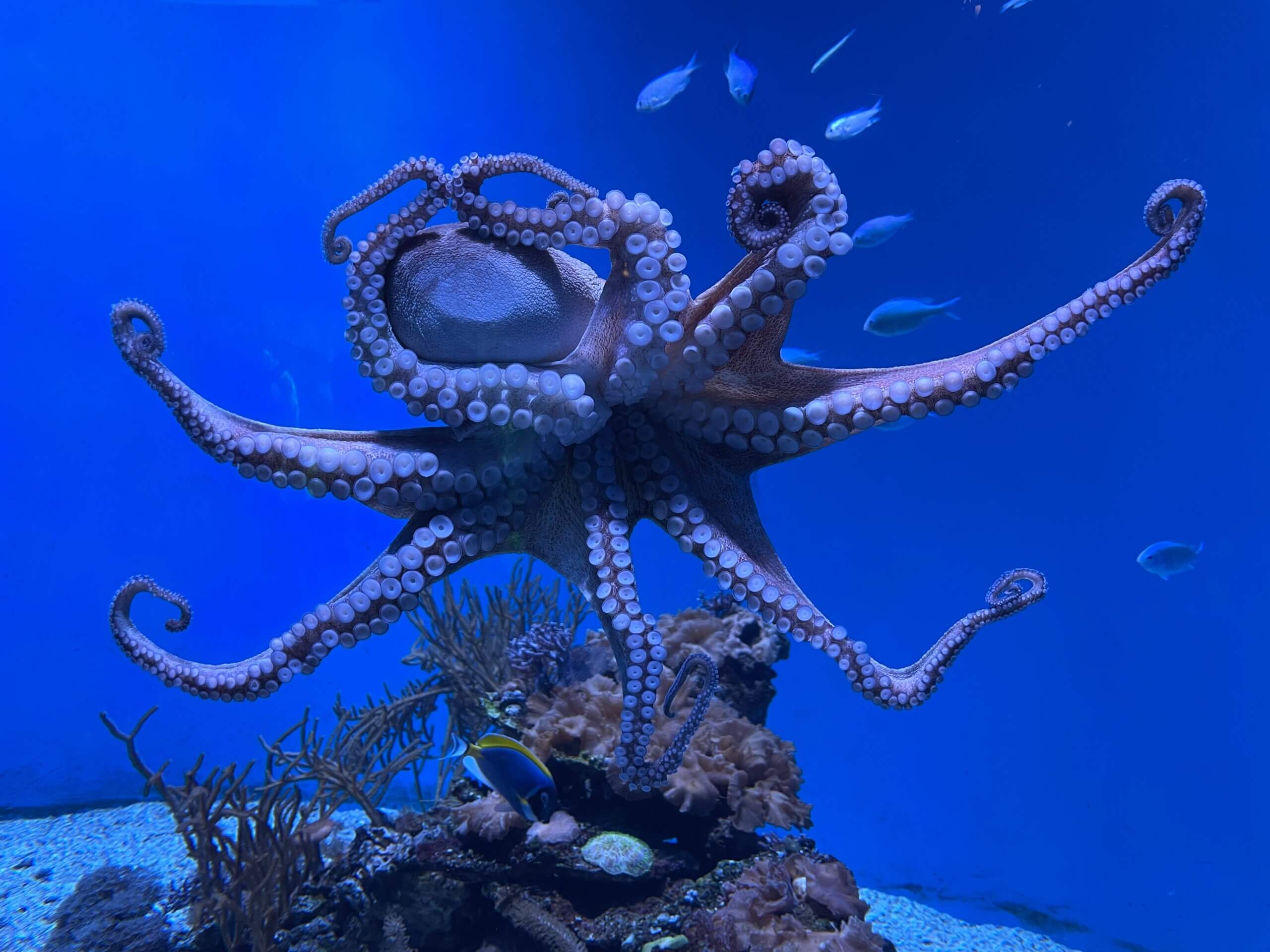 octopus