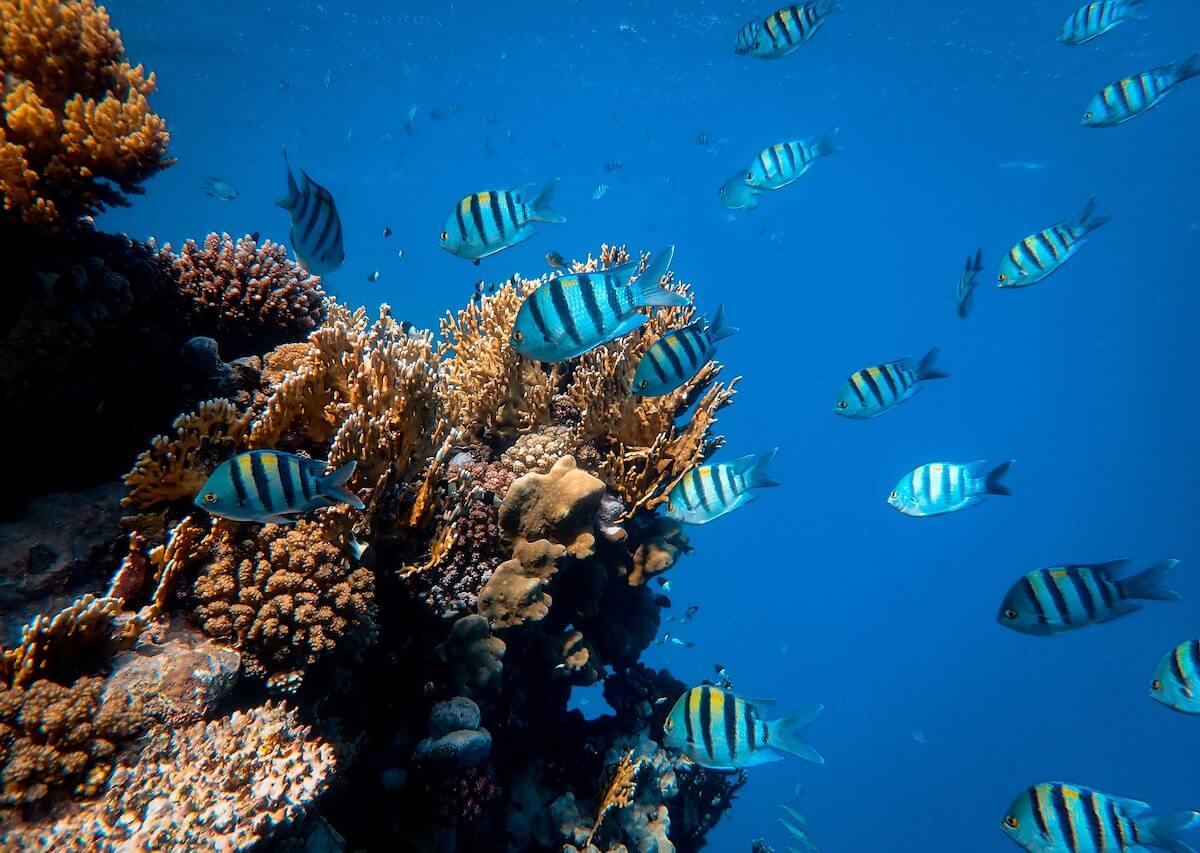Koraalrif