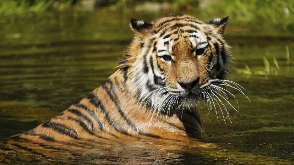 Siberische tijger