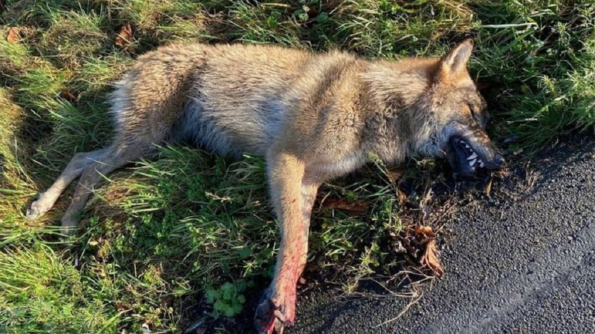 Wolf komt om het leven op de A2 bij Beesd