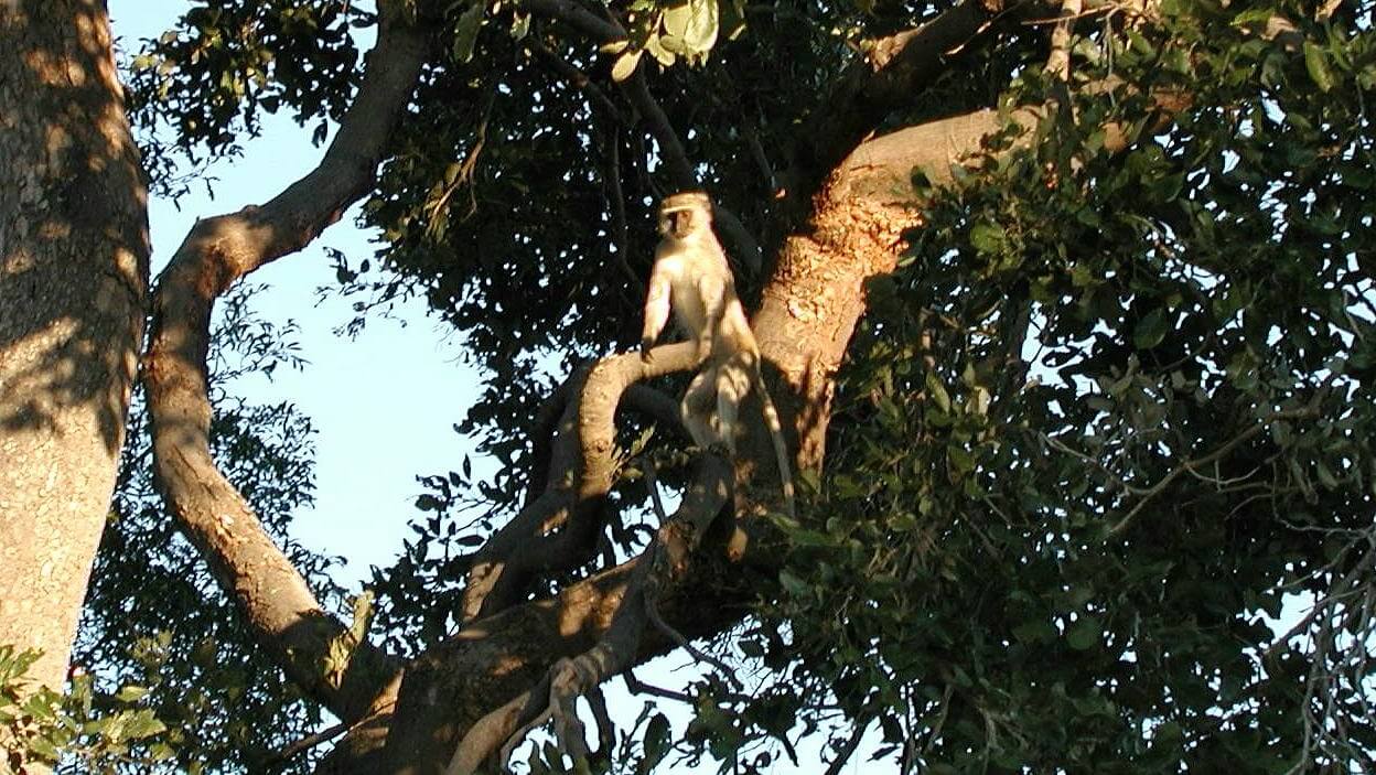 AAP fel tegen uitroeien groene meerkatten