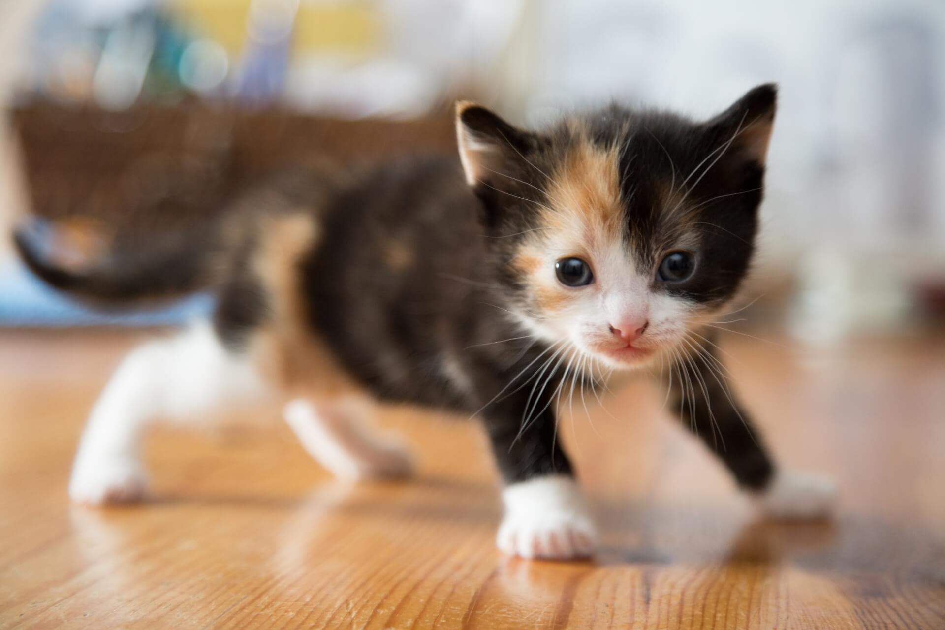 Online netwerk kattenmartelingen heeft ook leden in het VK