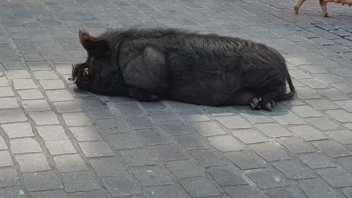 Kadavers en uitgehongerde dieren bij Bert's Animal Verhuur