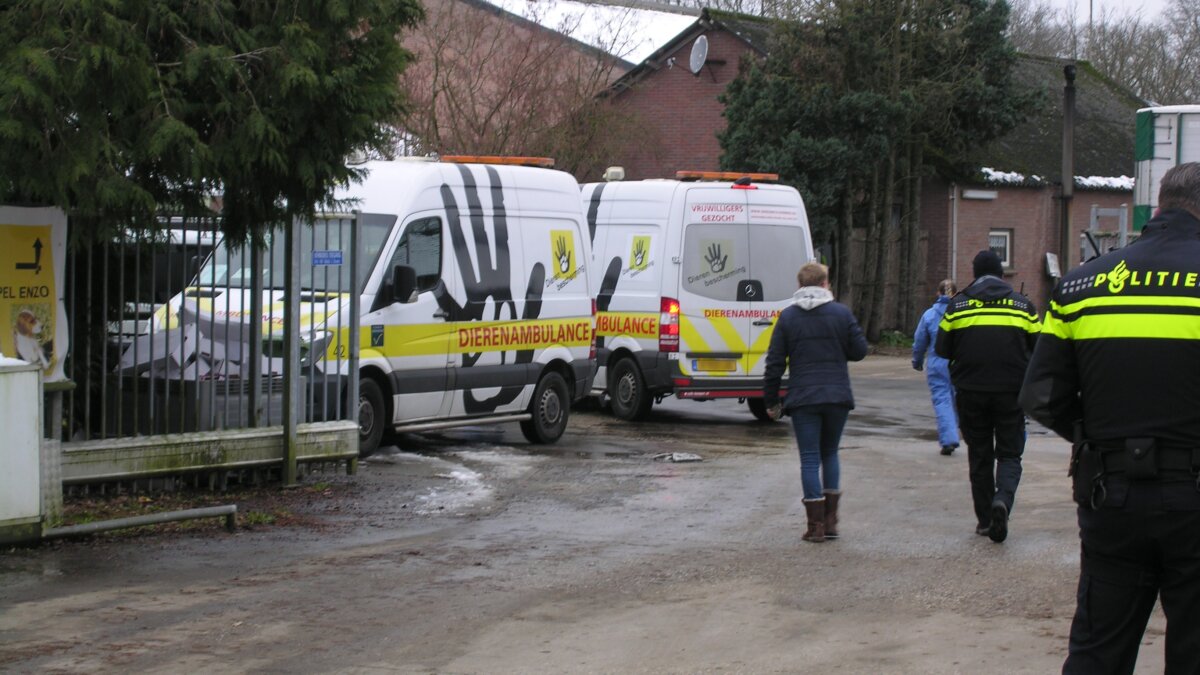 Weer honden weggehaald na inval bij horrorfokker in Eersel