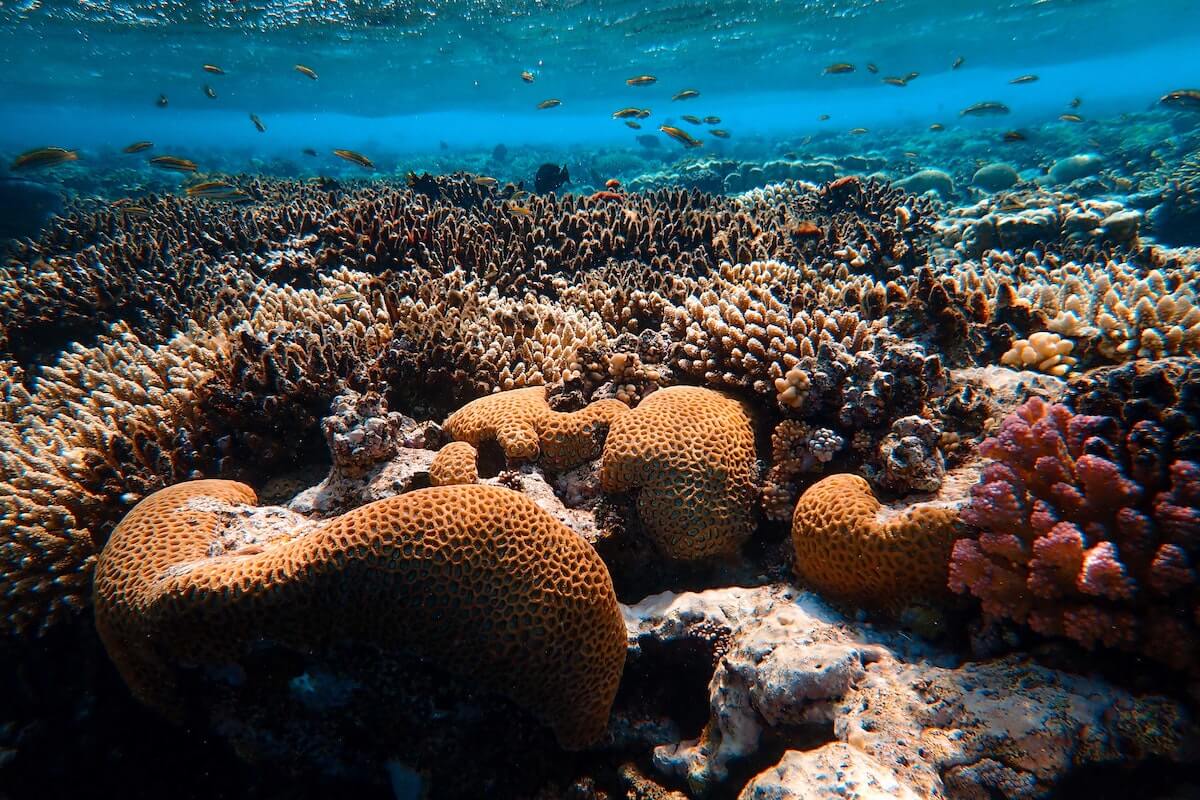 Koraalrif Australie