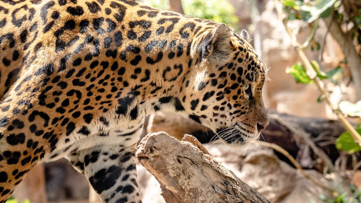 Illegale handel jaguars