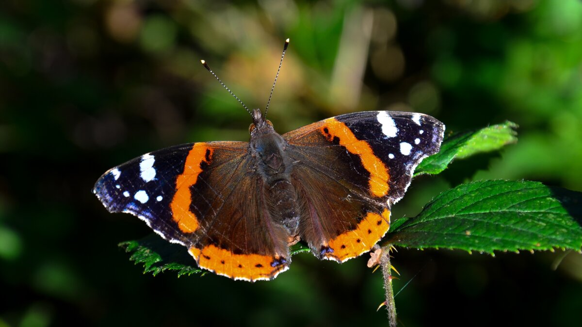 Bestuivende insecten krijgen lang verwachte bescherming