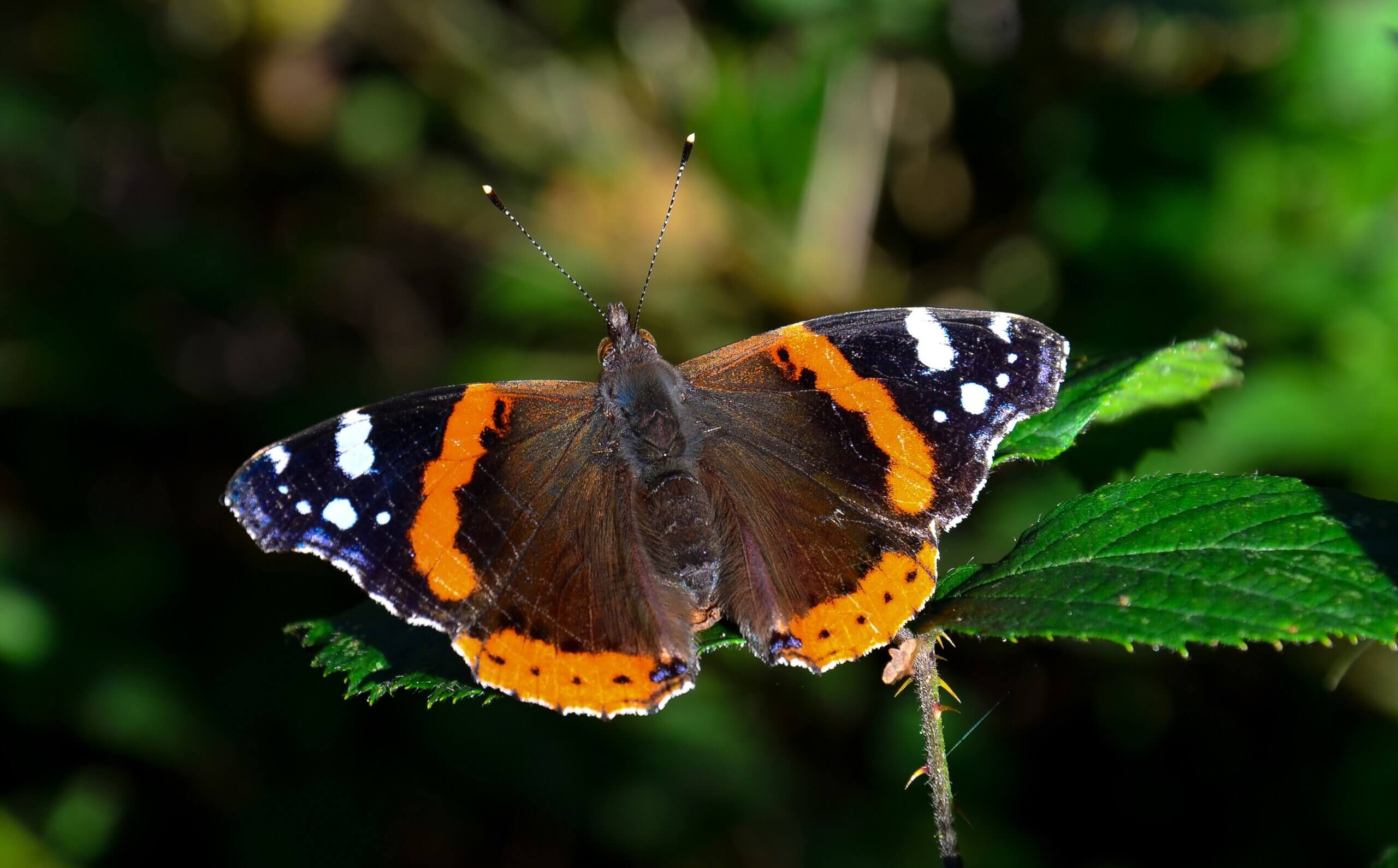Bestuivende insecten krijgen lang verwachte bescherming